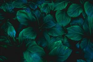hojas de spathiphyllum cannifolium, resumen vistoso textura, naturaleza fondo, tropical hoja foto