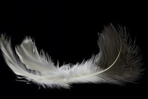 Single white feather isolated on black background photo