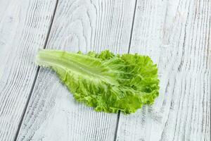 Ripe green salad lettuce leaf photo