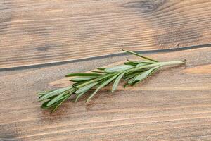 Rosemary branch - organic spicy herb photo