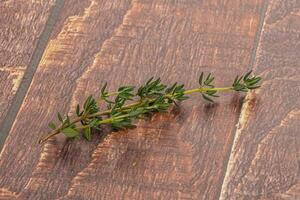 Aroma seasoning thyme stem with leaves photo