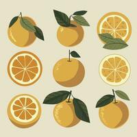 a set of oranges with leaves and slices vector