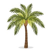 Ilustración de vector de palmera aislada sobre fondo blanco