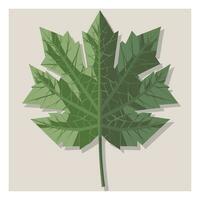 maple leaves vector