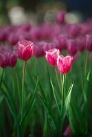 Close up buds of pink tulips fresh green leaves at blur green background copy space. Hollands tulip bloom in an orangery spring season. Floral wallpaper banner for floristry shop. Flowers concept. photo