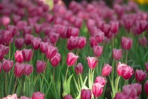 Close up buds of pink tulips fresh green leaves at blur green background copy space. Hollands tulip bloom in an orangery spring season. Floral wallpaper banner for floristry shop. Flowers concept. photo