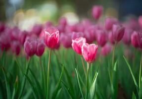 Close up buds of pink tulips fresh green leaves at blur green background copy space. Hollands tulip bloom in an orangery spring season. Floral wallpaper banner for floristry shop. Flowers concept. photo