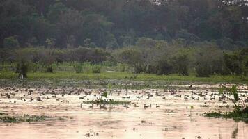 une troupeau de canards repose sur le surface de le lac, une troupeau de sauvagine repos sur le lisse surface de le été rivière video