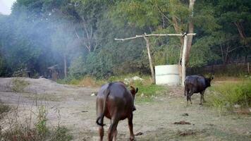 porträtt av silhuett thai buffel besättning på torr damm grumlig fält i skön gyllene kväll ljus, thai buffel besättning stående i de äng, buffel i de landsbygden, en skön landskap video