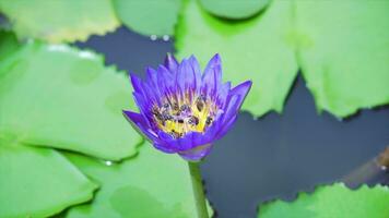 bij zijn vliegend en aan het eten stuifmeel van lotus Aan een natuur achtergrond. video