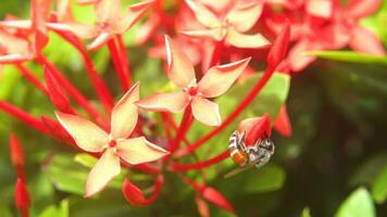 bijen zijn vliegend en aan het eten stuifmeel van ixora Aan een natuur achtergrond. video