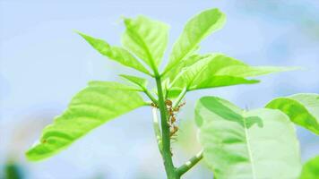 Many red ants are reconnaissance on mango leaves in a windy day. video