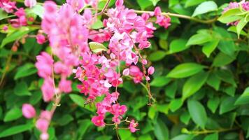 Antigonon leptopus hook in nature, bees are flying and the wind blowing gently. 4K slow motion. video