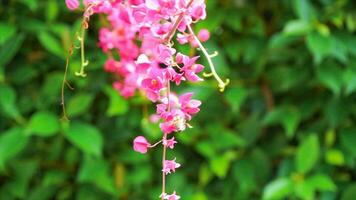 antigonon leptopus krok i natur, bin är flygande och de vind blåser försiktigt. 4k långsam rörelse. video