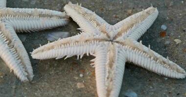 estrelas do mar mover seus tentáculos em a arenoso costa do a mar de praia video