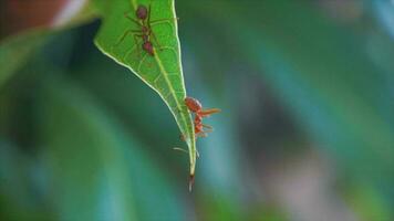 The red ant is reconnaissance on mango leaves. video