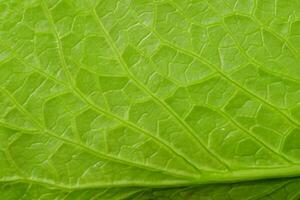 green lotus leaf texture photo