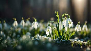 AI generated Beautiful snowdrop flower close up photo