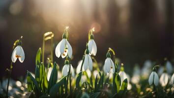 AI generated Beautiful snowdrop flower close up photo