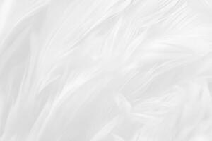 Beautiful white feather wool pattern texture background photo