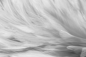 White chicken feathers in soft and blur style for background photo