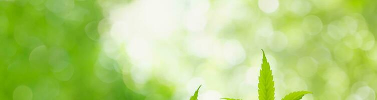 Closeup of green nature leaf on blurred greenery background in garden with bokeh and copy space using as background cover page concept. photo