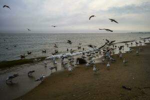 Spring on a Beach photo