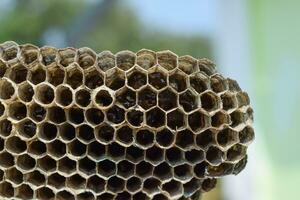 Wasp nest with honey. Wasp honey. photo