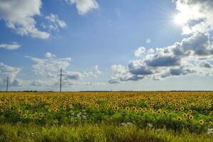 field of blooming sunflowers photo