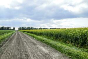 Road in rapeseed field and forest belt for wind protection. photo