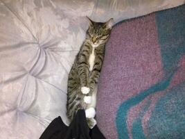 The cat is lying on the sofa by the blanket. photo