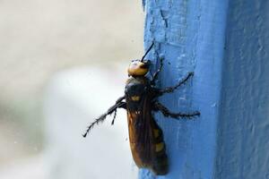 Megascolia maculata. The mammoth wasp. photo