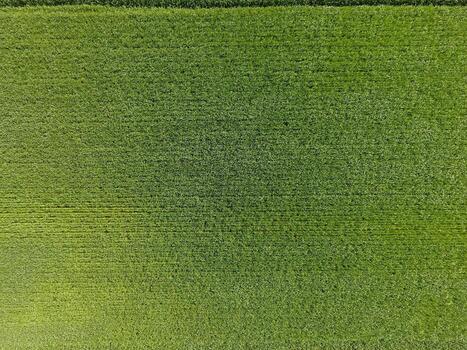 The wheat field is green. Young wheat on the field. View from above. Textural background of green wheat. Green grass. photo