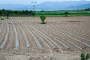 Field with crops of watermelons under the film photo