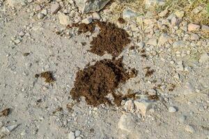 Cow cake on the side of road. Cow manure. photo