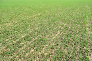 Spring winter wheat field photo