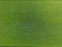 The wheat field is green. Young wheat on the field. View from above. Textural background of green wheat. Green grass. photo