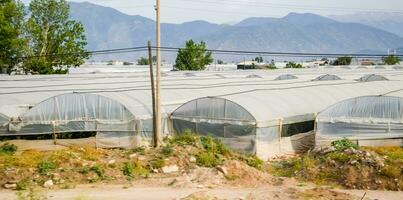 Turkish greenhouses, growing tomatoes in greenhouses photo