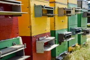 Beehive beehives in the apiary. Growing bees to get honey. Bee houses photo