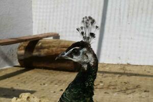 Male of a peacock in the open-air cage photo