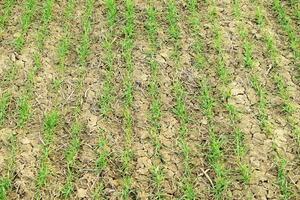 Spring winter wheat field photo