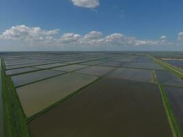 Flooded rice paddies. Agronomic methods of growing rice in the fields. photo