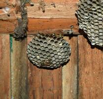 Wasp nest with wasps sitting on it. photo