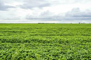 the Soy field. photo