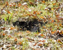 Wasps fly into their nest. Mink with an aspen nest. Underground photo