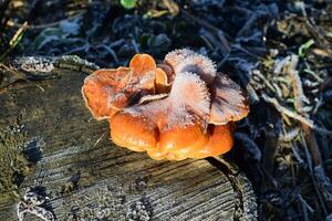 Orange mushrooms on a stub photo