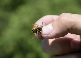 Common wasp on pinched fingers photo