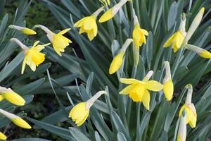 Blooming buds of daffodils in flower bed. photo