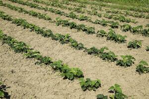 The bed of strawberries in the garden. Strawberry blossoms and bears fruit photo