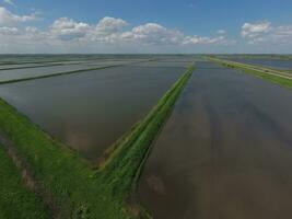 Flooded rice paddies. Agronomic methods of growing rice in the fields. photo